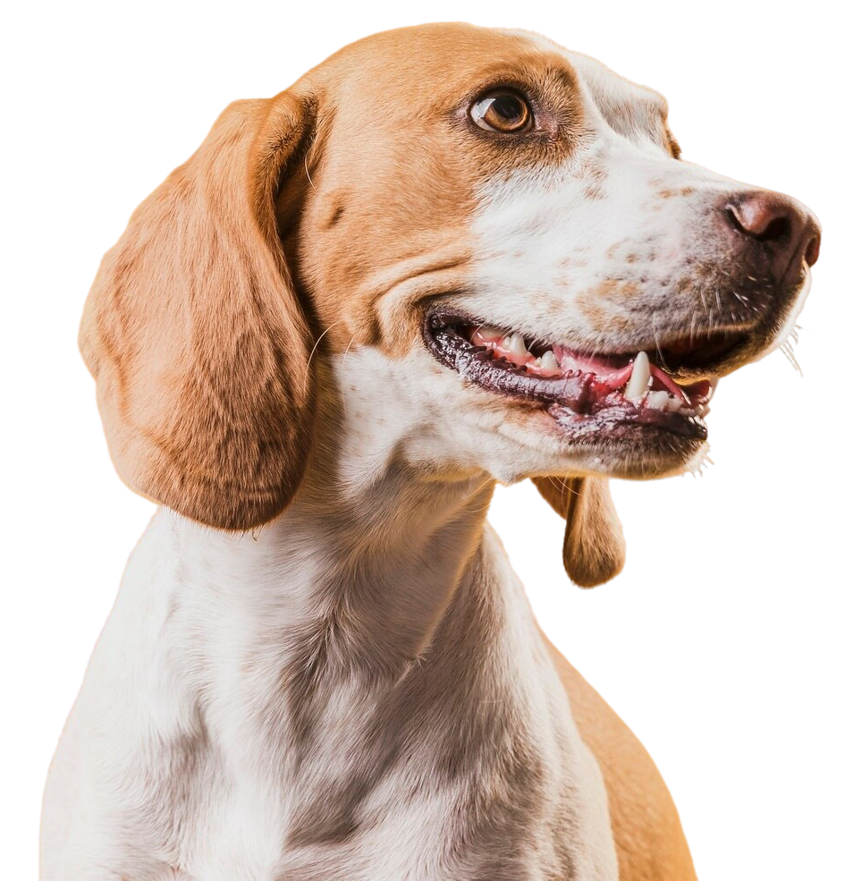 Happy Beagle